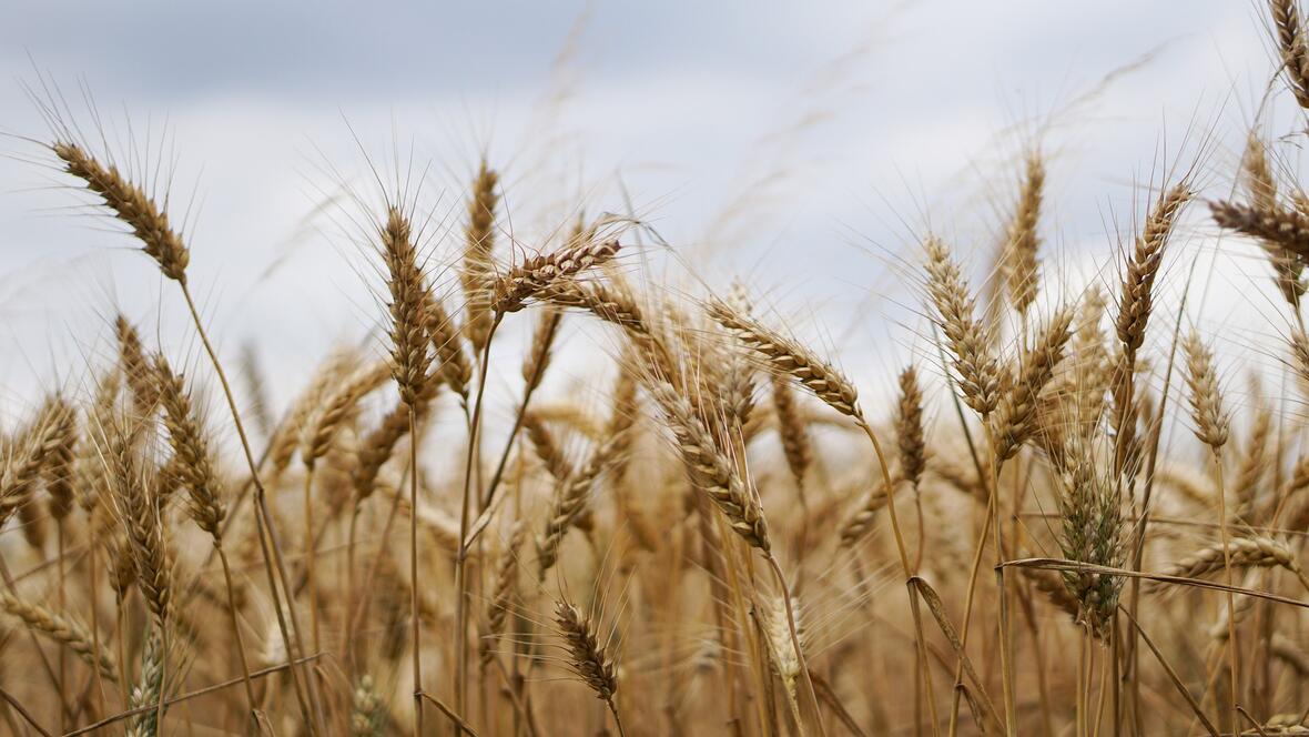 wheat-field-g831344059_1920