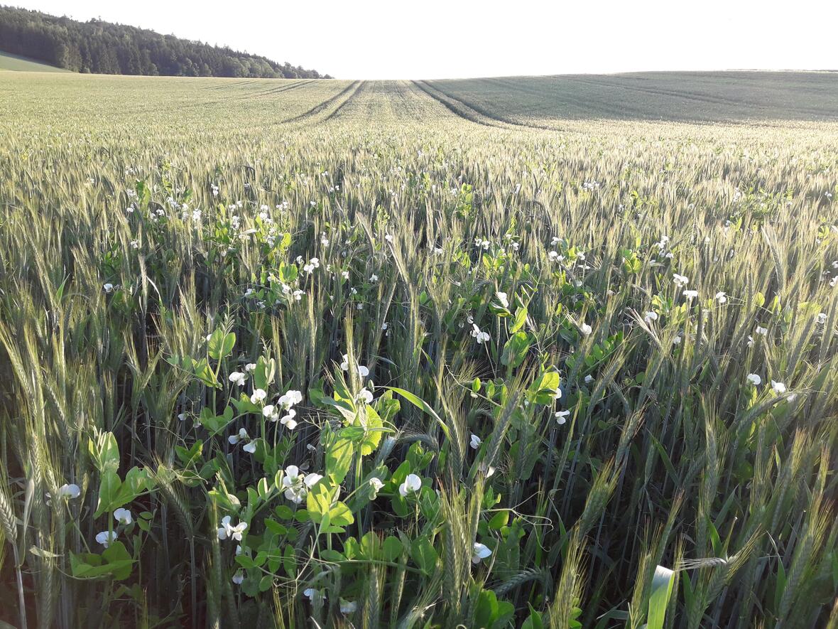 gemenge-triticale-und-wintererbse-bluehend-fuer-insektennahrung-biodiversitaet-20190526_195349-1